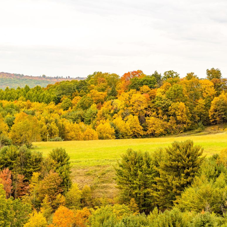Maine State Rheumatology Association